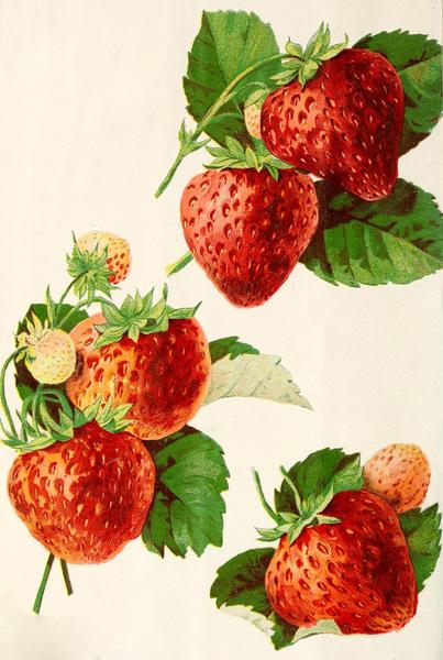 Strawberry Melon (4 oz.) – Thwicky