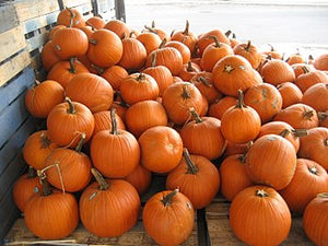 All The Pumpkin!