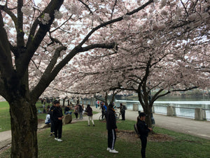 Spring is blooming in Portland!