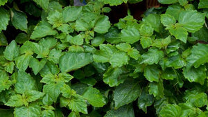 This Ain't Your College Roommate's Patchouli!