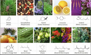 Terpenes!