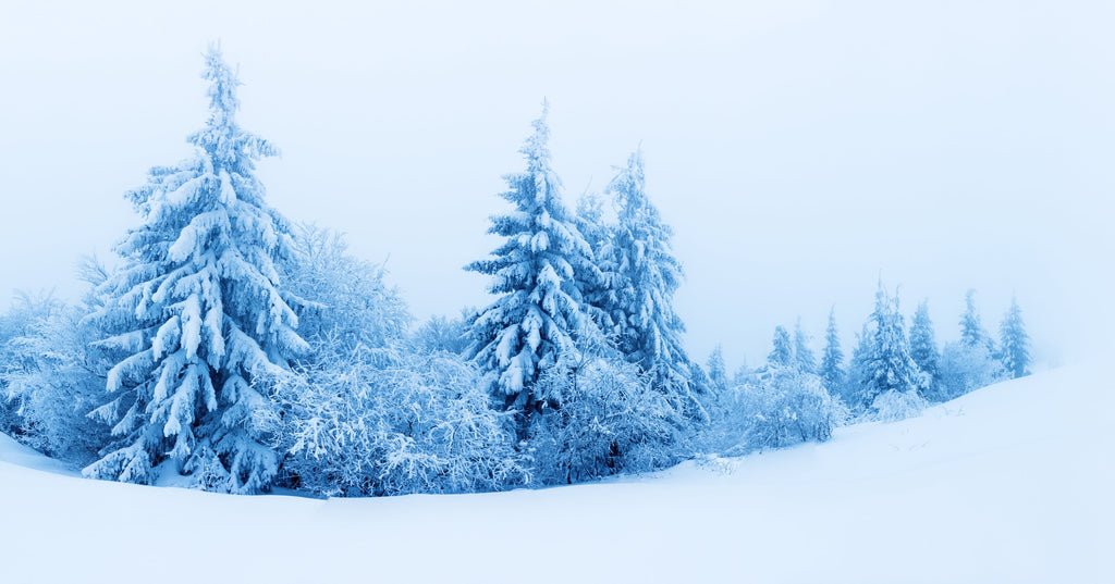 Black Friday 2025 at the Haus!