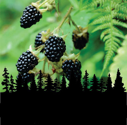 Blackberry Perfumes