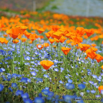 Spring Surprise