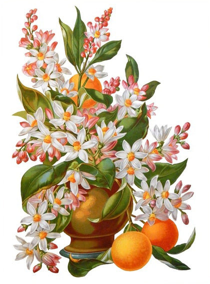 Orange Perfumes